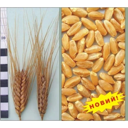 Стебли и зерна пшеницы Нащадок с меткой НОВИЙ!