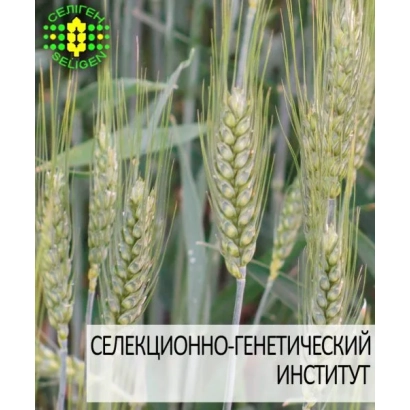 Зерно пшеницы на фоне колосьев с логотипом Селекционно-генетического института - Наснага