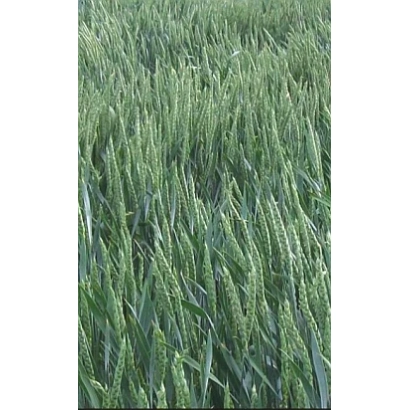 Зелёное поле пшеницы - Нела