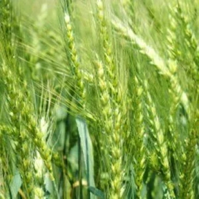 Зелёные колосья пшеницы Немчиновская 57 на фоне поля