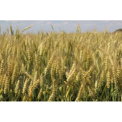 Поле пшеницы Немчиновская 85