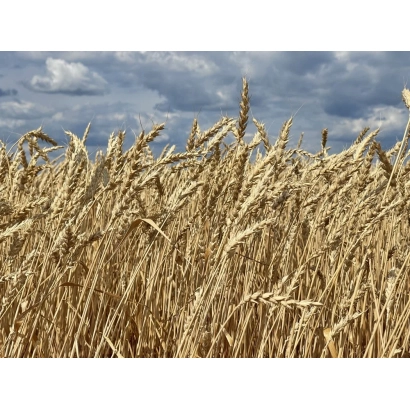 Поле пшениці під хмарами - НІЦА