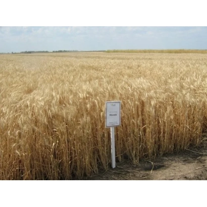 Поле пшениці з табличкою на передньому плані - Ніконія