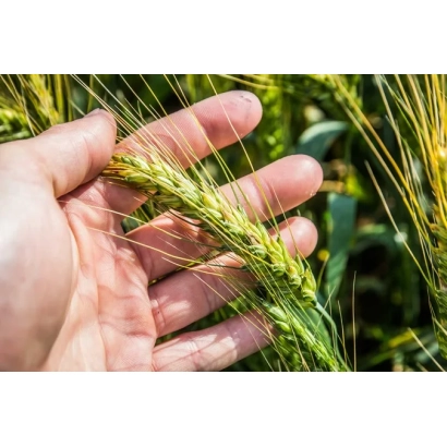 Рука держит колос пшеницы на фоне поля - Нива Киивщини
