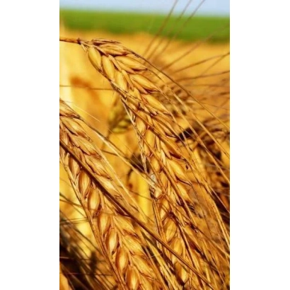 Стебла пшениці на фоні поля - Нива одеська