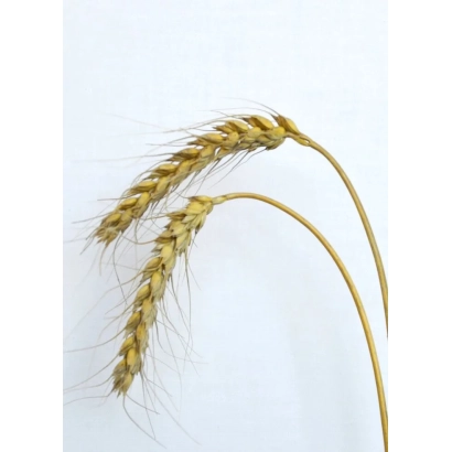 Стебла пшениці на білому фоні - Носівочка