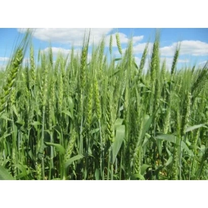 Поле пшеницы на фоне голубого неба - Нота одеська