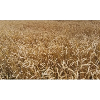 Wheat field with no visible product or packaging - Novator