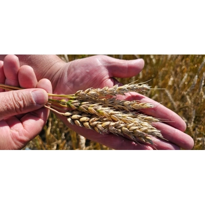 Hands holding a wheat ear against a field background - Novinka