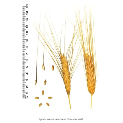 Зерно пшеницы озимой Новодонская с линейкой и колосками