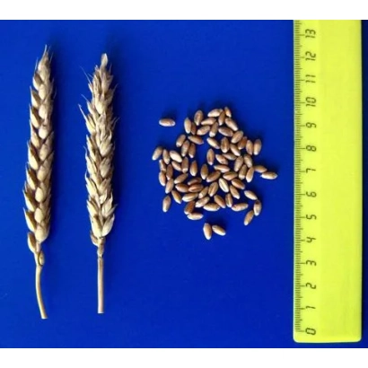 Два колоса пшеницы и зерно на синем фоне с линейкой - Новоершовская
