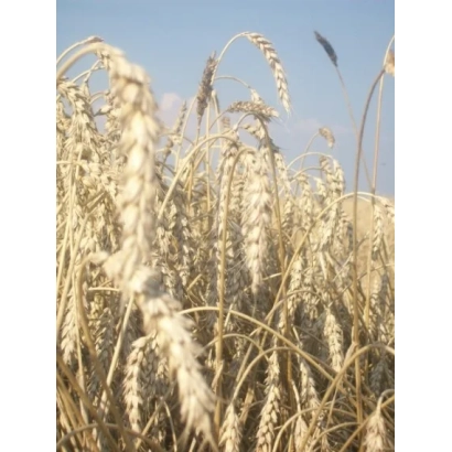 Golden wheat ears against a blue sky - Novokiyivska