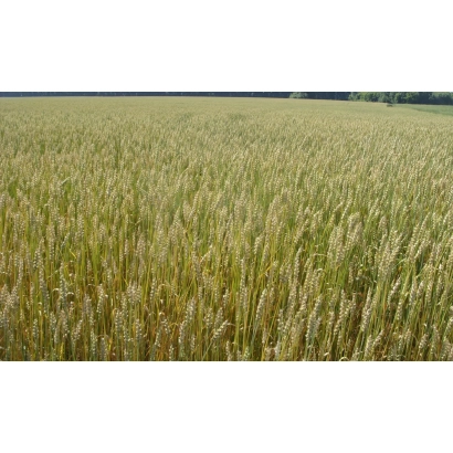 Поле пшениці - НОВОСИБІРСЬКА 22