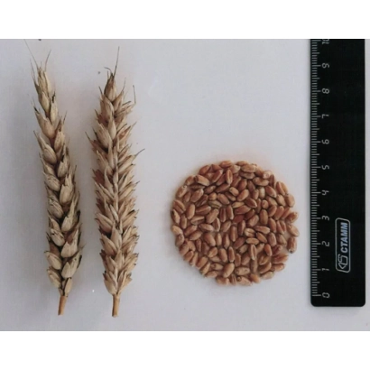 Два колоса пшеницы, круг зерен и линейка на белом фоне - НОВОСИБИРСКАЯ 75