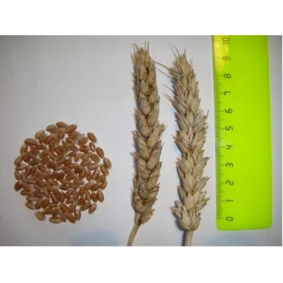 Зерна пшеницы, колоски и линейка для измерения - НОВОСИБИРСКАЯ 89