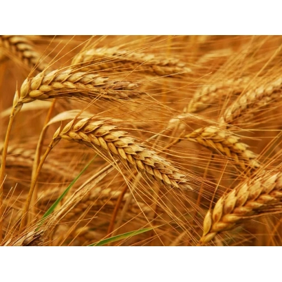 Golden wheat ears in a field - Novosmuglyanka