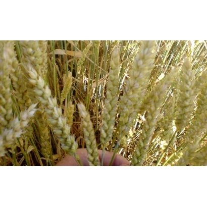 Степь пшеницы с рукой, держащей колос - НС 124/01