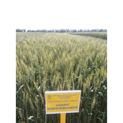 Желтое поле пшеницы с табличкой «ОБЕРІГ МИРОНІВСЬКИЙ» - Обериг Миронивский