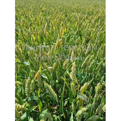 Поле пшениці сорту Обоянка