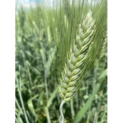 Wheat field with wheat ear - ODARI