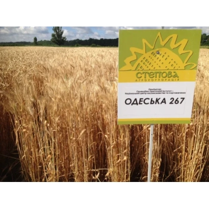 Знак с надписью ОДЕСЬКА 267 на фоне поля пшеницы