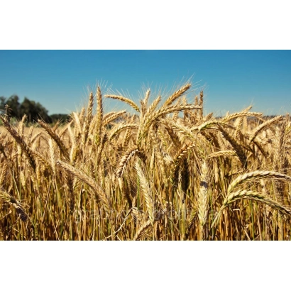 Поле пшениці на фоні блакитного неба - Одеська 133 / Одеська 133