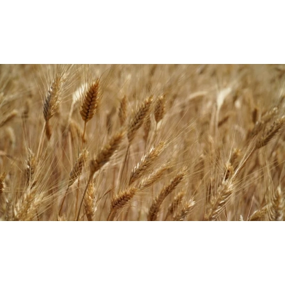 Golden wheat field with close-up of wheat ears - Odessa 161
