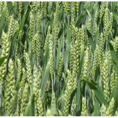 Поле пшеницы с колосками - Одесская 162 / Одеська 162