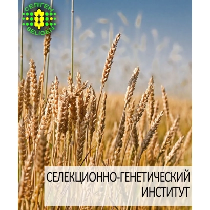 Wheat grain in field with logo of Selection and Genetics Institute - Odessa 265