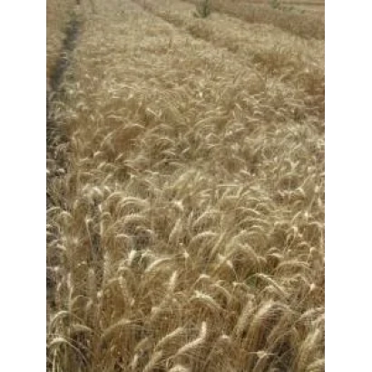 Поле пшениці ОДЕСЬКА 267