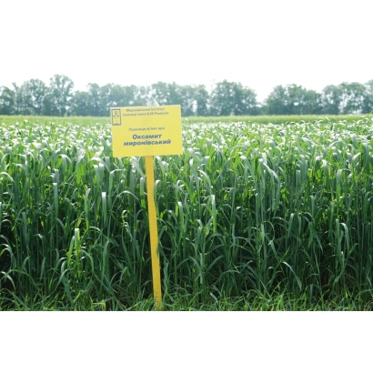 Полеве фото озимої пшениці сорту Оксамит миронівський на фоні зеленого поля