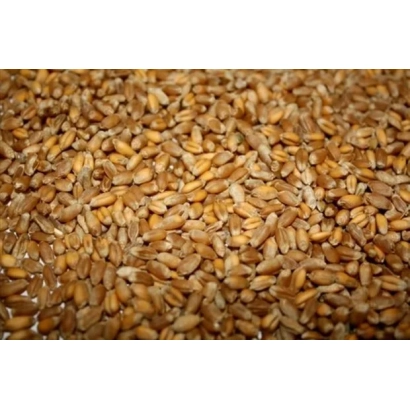 Зерно пшеницы - Октябрьская