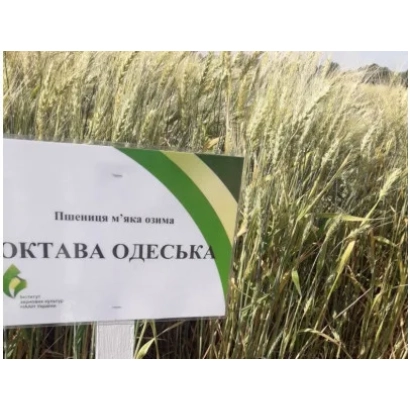 Зерно пшеницы сорта Октава одесская на фоне поля - Октава одеська