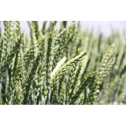 Зелені колосся пшениці на фоні поля - ОЛЬХОН