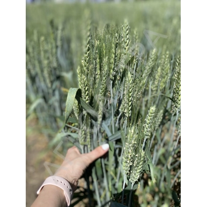 Рука держит стебли пшеницы на фоне поля - Олимп