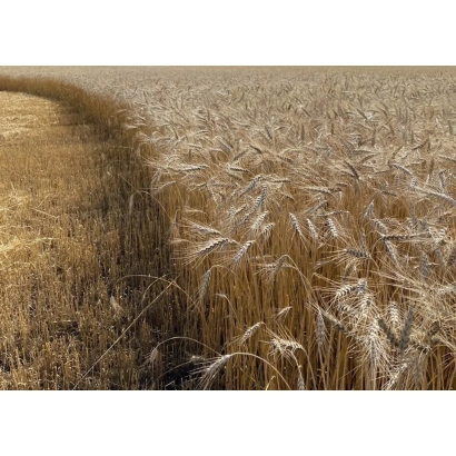 Поле пшеницы с золотистыми колосами на фоне неба - ОМГАУ 100