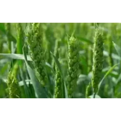 Зелёные колосья пшеницы на поле - ОМСКАЯ 24