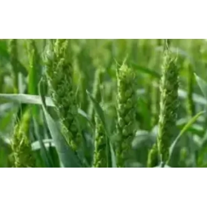 Поле пшеницы - ОМСКАЯ 29