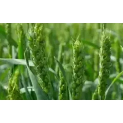 Green wheat ears in a field - OMSKAYA 35