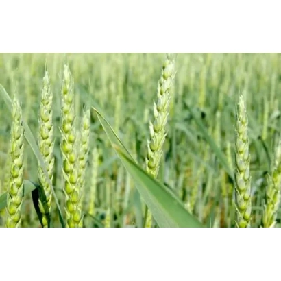 Зеленые колосья пшеницы на поле - ОМСКАЯ 37