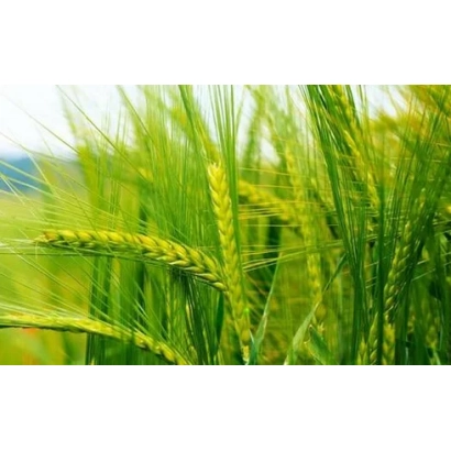 Зерно пшеницы сорта Омская 38 на фоне поля