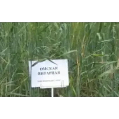 Wheat grain of variety Omsk Amber in field