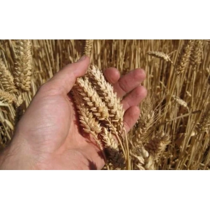 Рука держит колосья пшеницы на фоне золотого поля - ОМСКАЯ КРАСА
