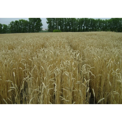 Поле озимой пшеницы ОМСКАЯ ОЗИМАЯ