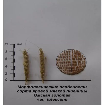 Сорт пшениці Омська золота з зображенням колосу та мікроскопічного зерна