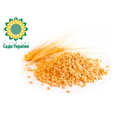 Пшеница Сади України - Орлеан
