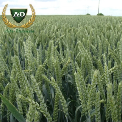 Поле пшениці з логотипом A&D - ОРТЕГУС