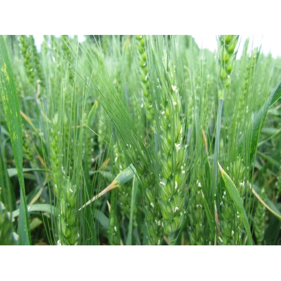 Зеленые колосья пшеницы на поле - ОРЖИЦЯ НОВА