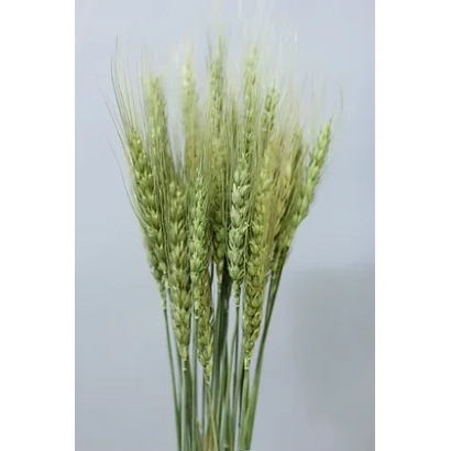Стебли пшеницы на светлом фоне - Остойа
