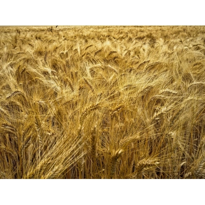 Золотое поле озимой пшеницы - Озоряна